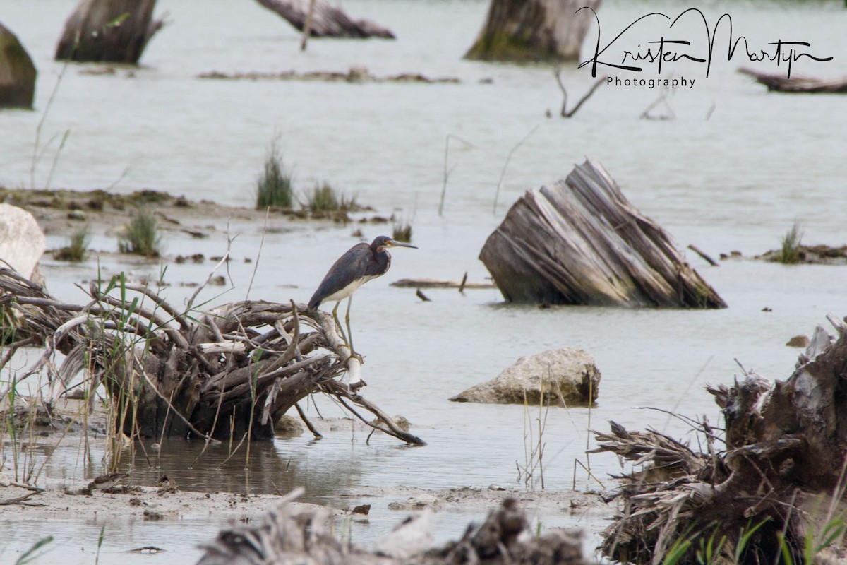 Tricolored Heron - ML128245091