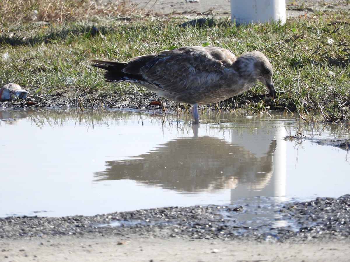 Lesser Black-backed Gull - ML128245421