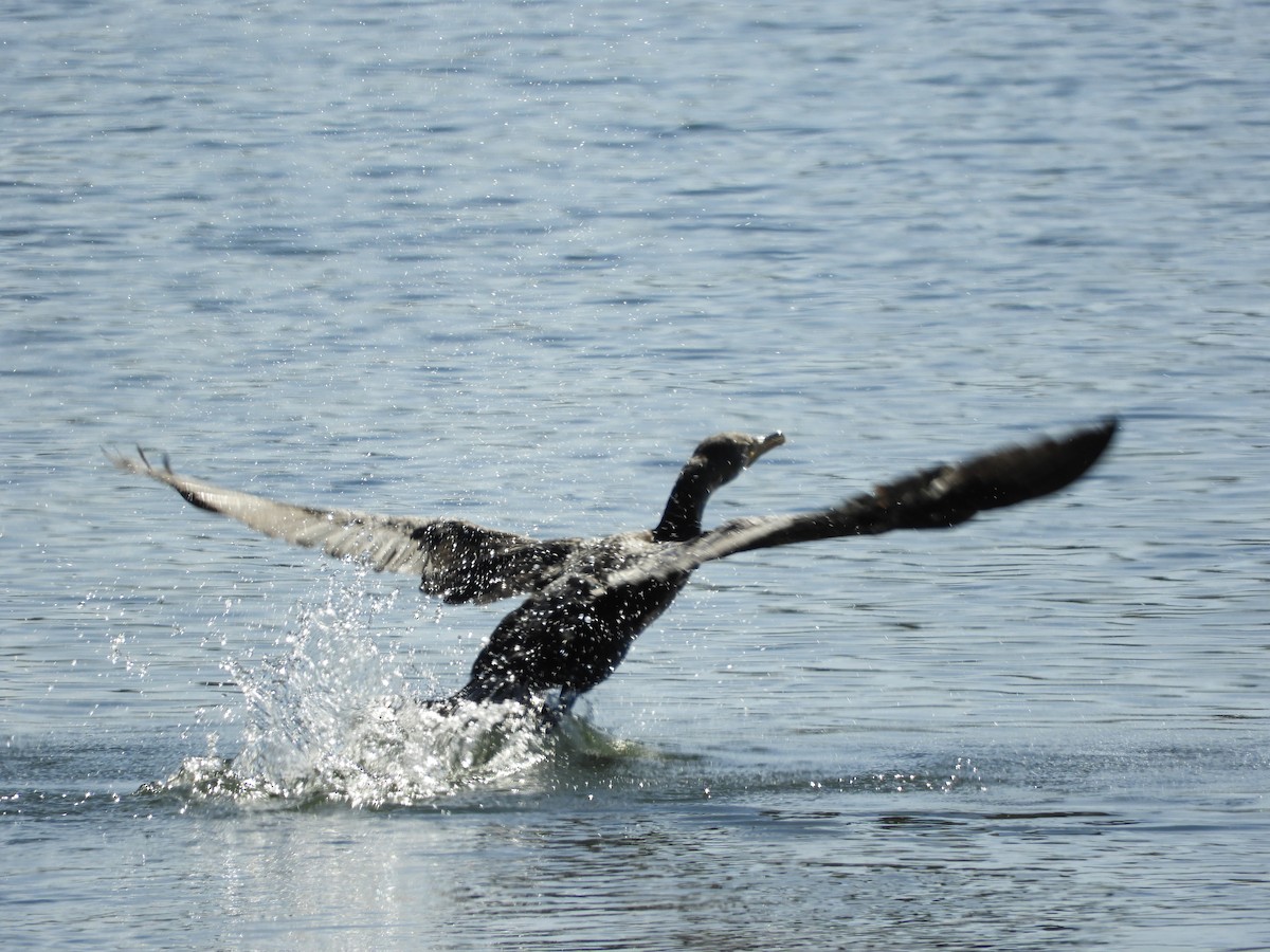 Double-crested Cormorant - Shane Carroll