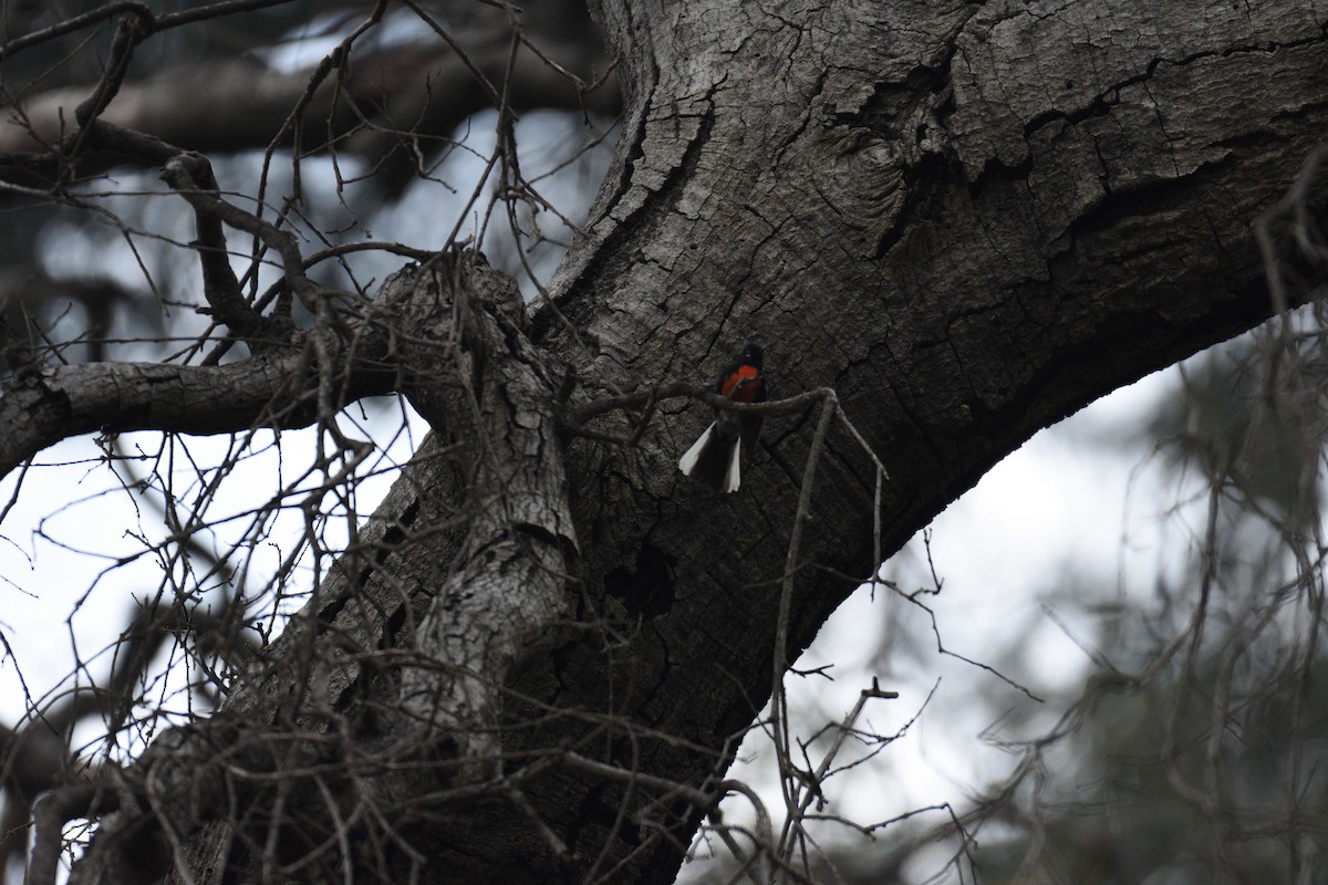 Painted Redstart - ML128246071