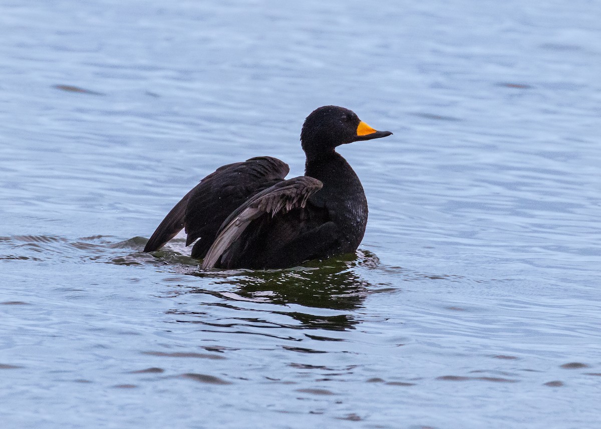 Black Scoter - Lora Render