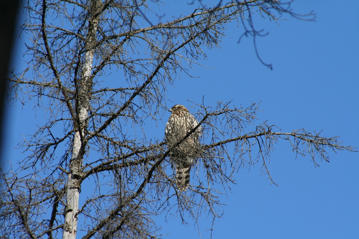 American Goshawk - ML128246381