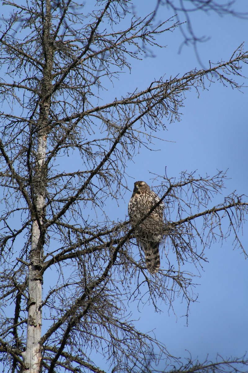 American Goshawk - Jake Walker