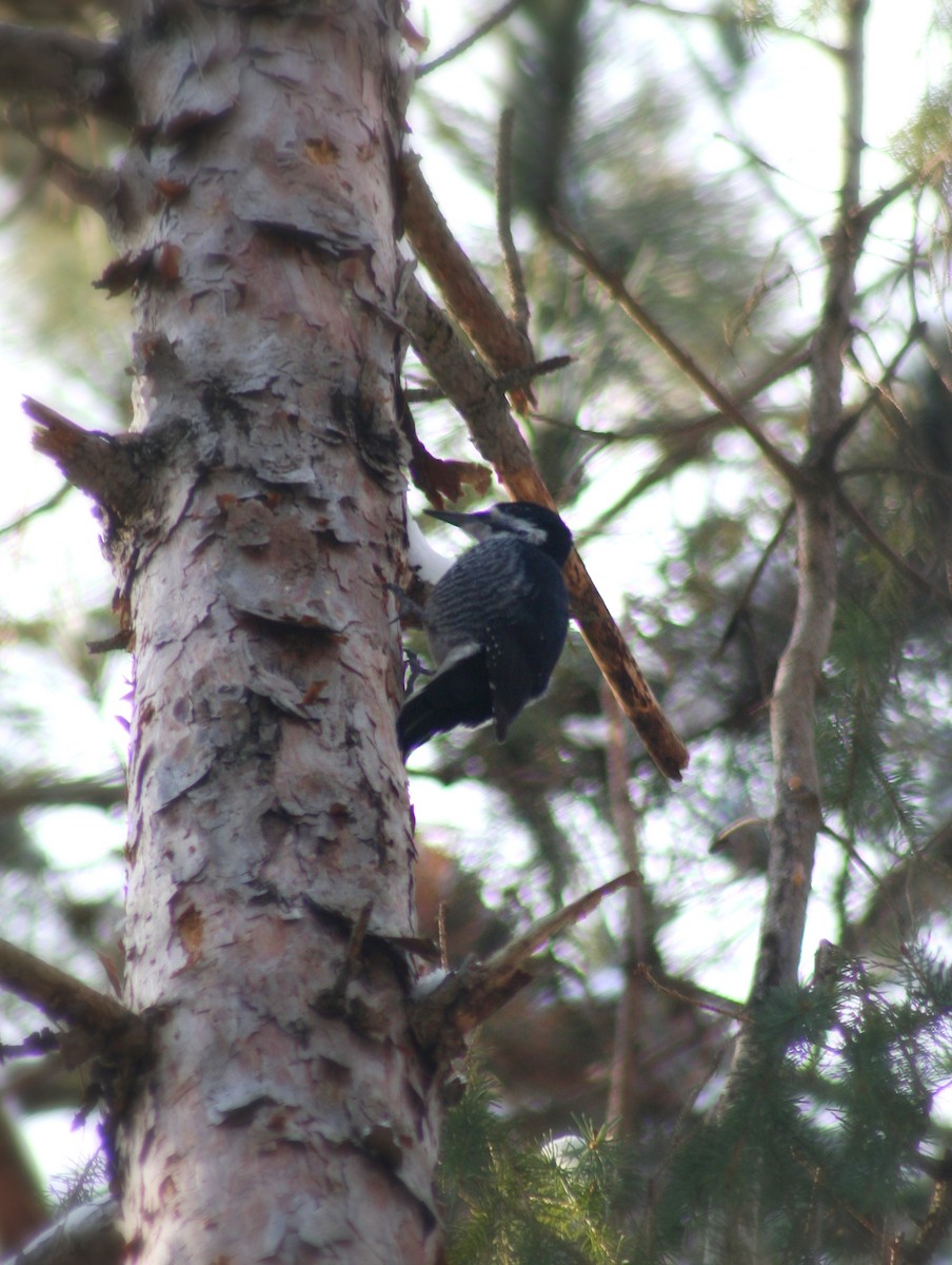 Black-backed Woodpecker - ML128246491