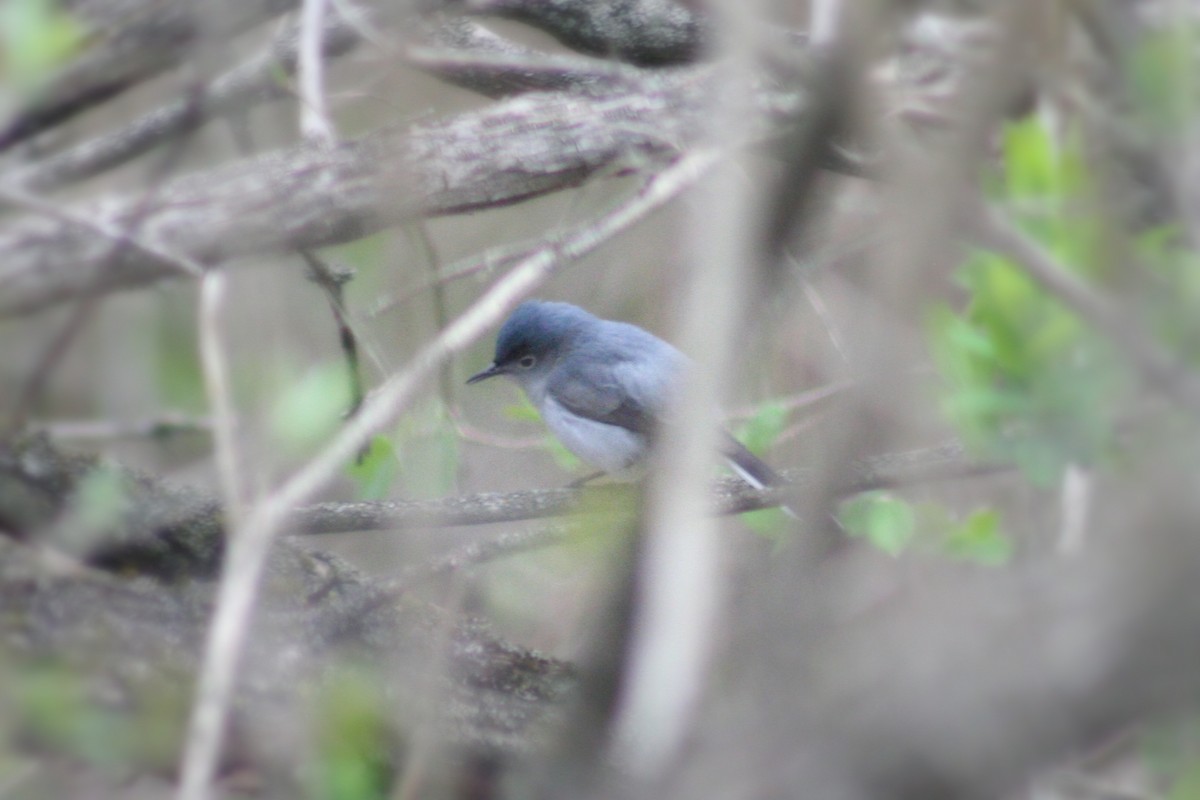 Blue-gray Gnatcatcher - Jake Walker