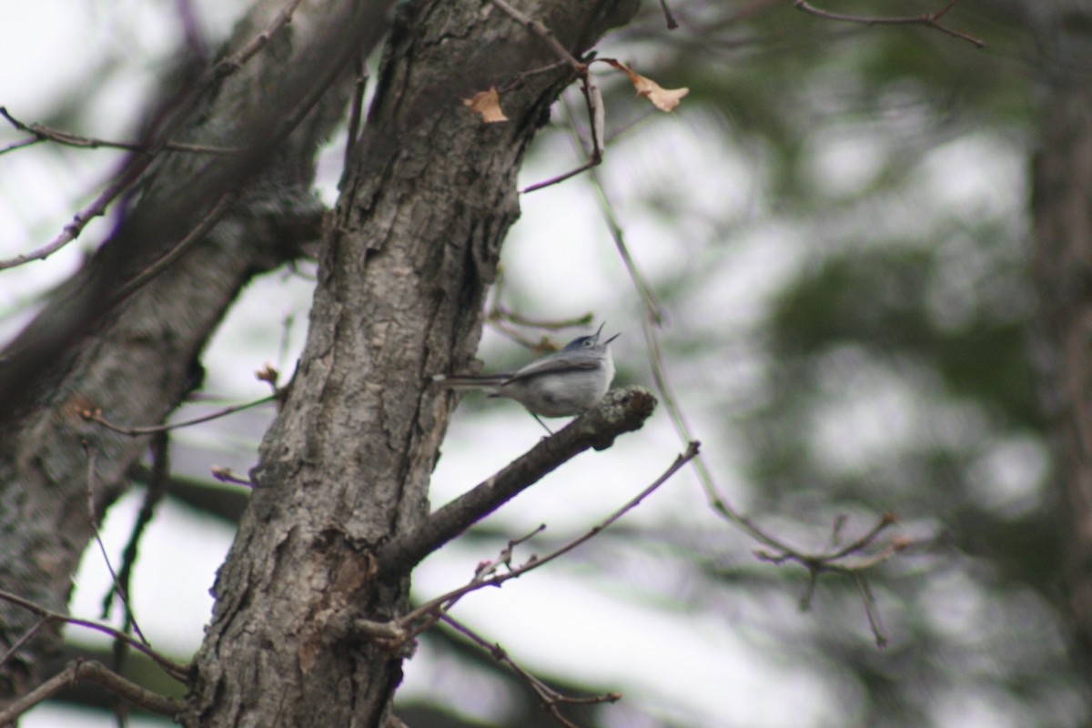 Blue-gray Gnatcatcher - Jake Walker