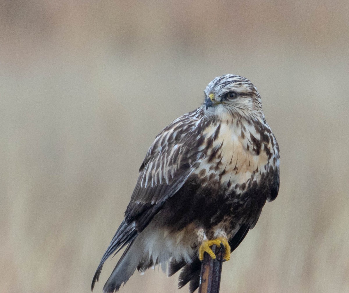 Rough-legged Hawk - Mel Senac