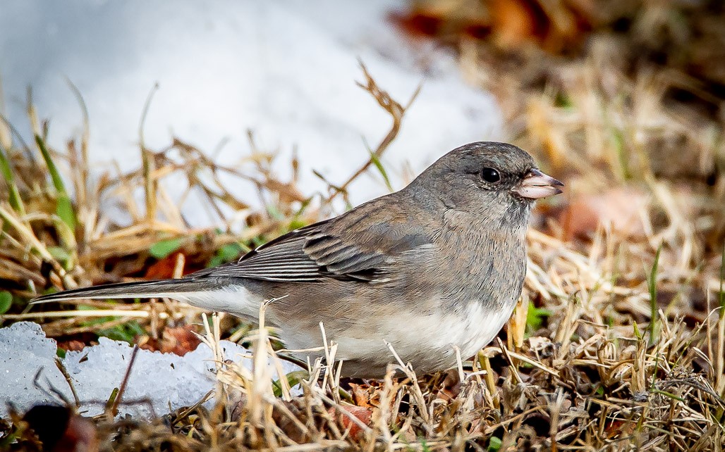 Dark-eyed Junco - ML128250501