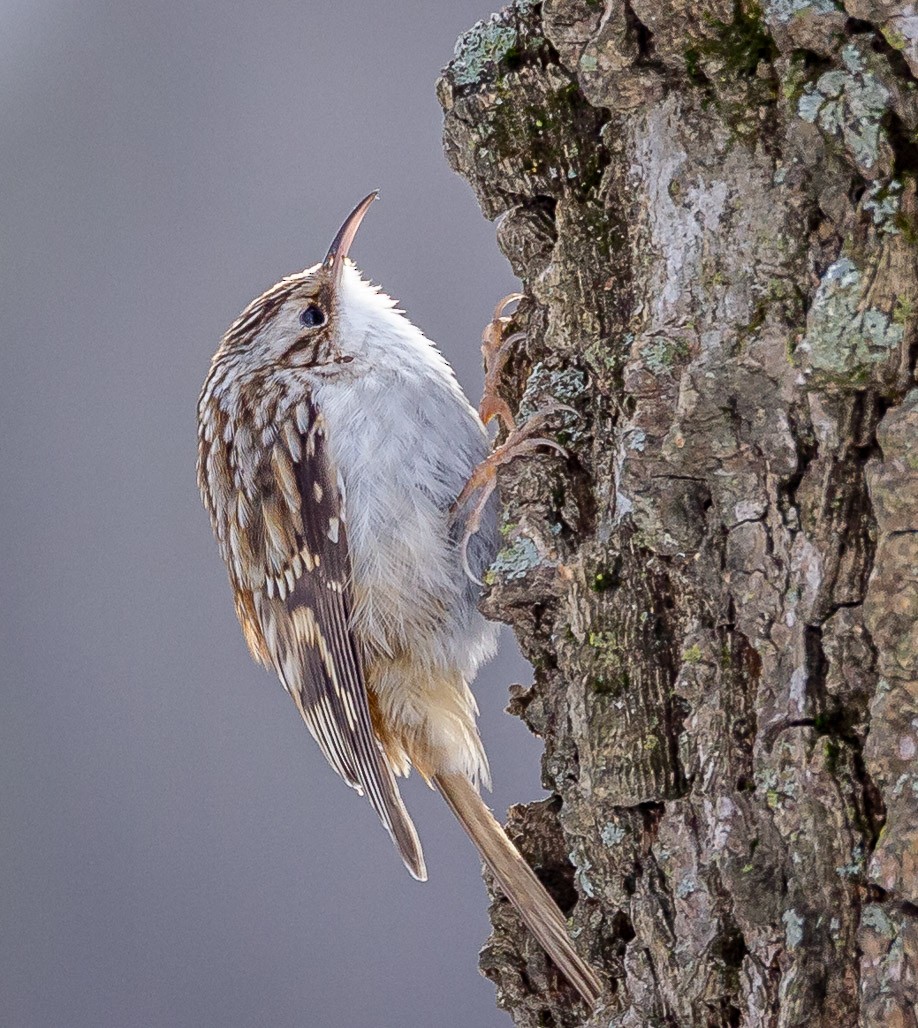 Brown Creeper - ML128250561