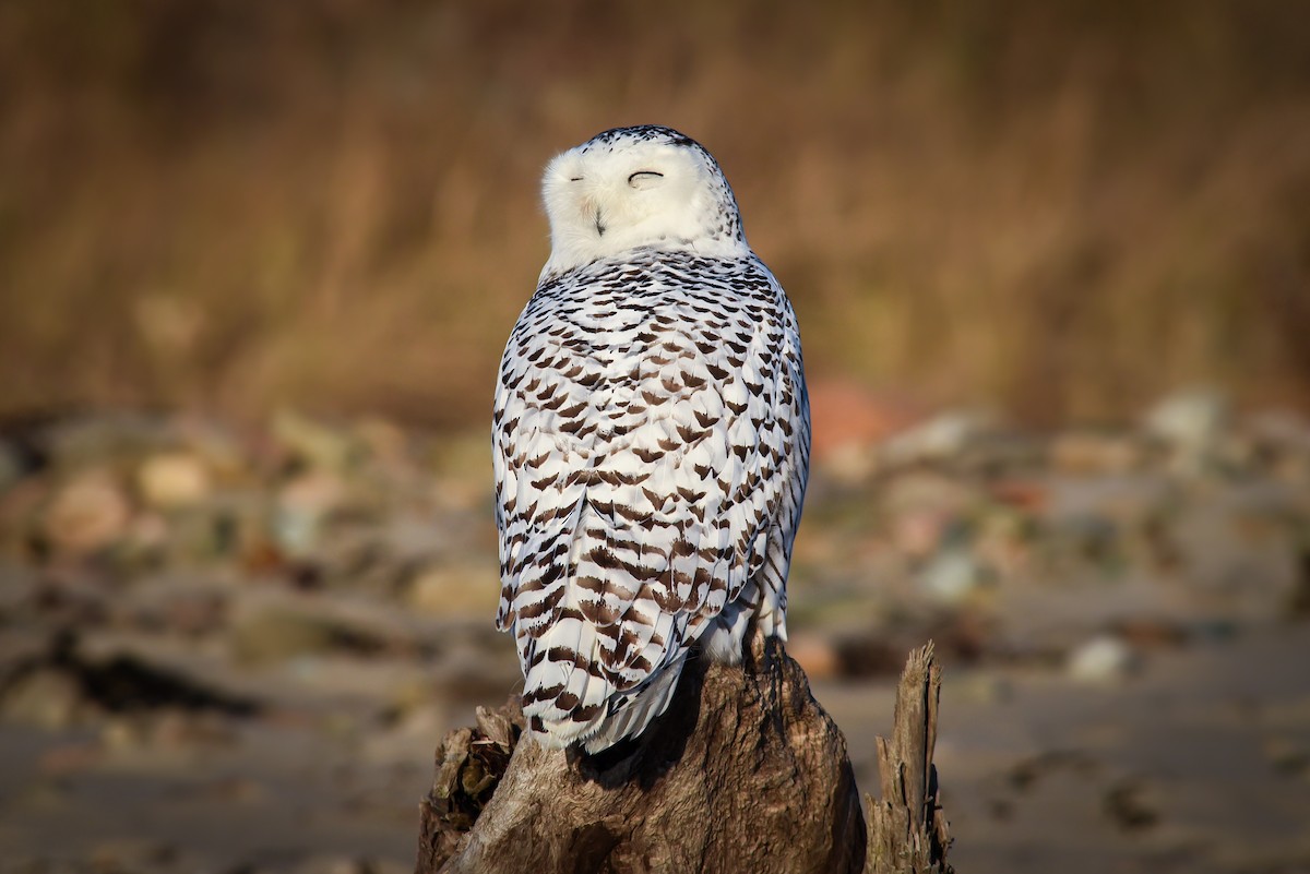 Snowy Owl - ML128250651