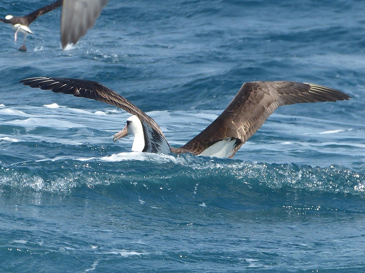 Laysan Albatross - ML128251081