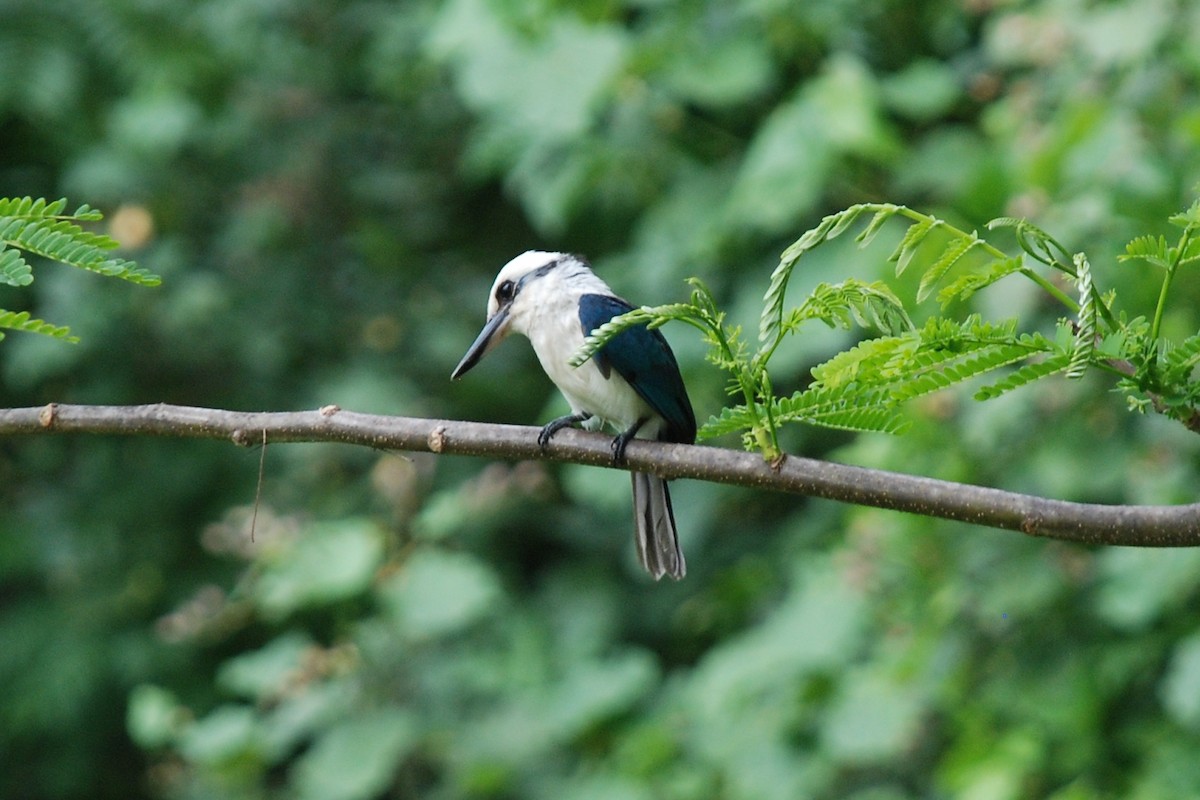 Chattering Kingfisher - Bruce Wedderburn