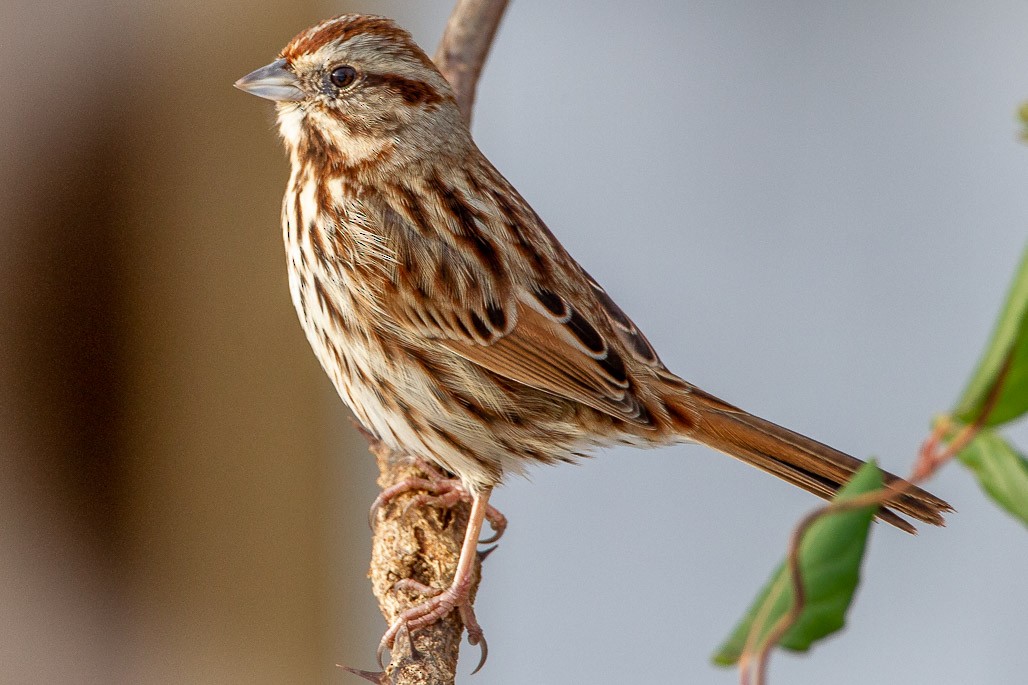 Song Sparrow - ML128251181