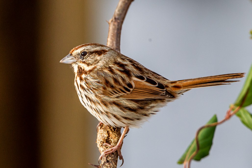 Song Sparrow - ML128251191