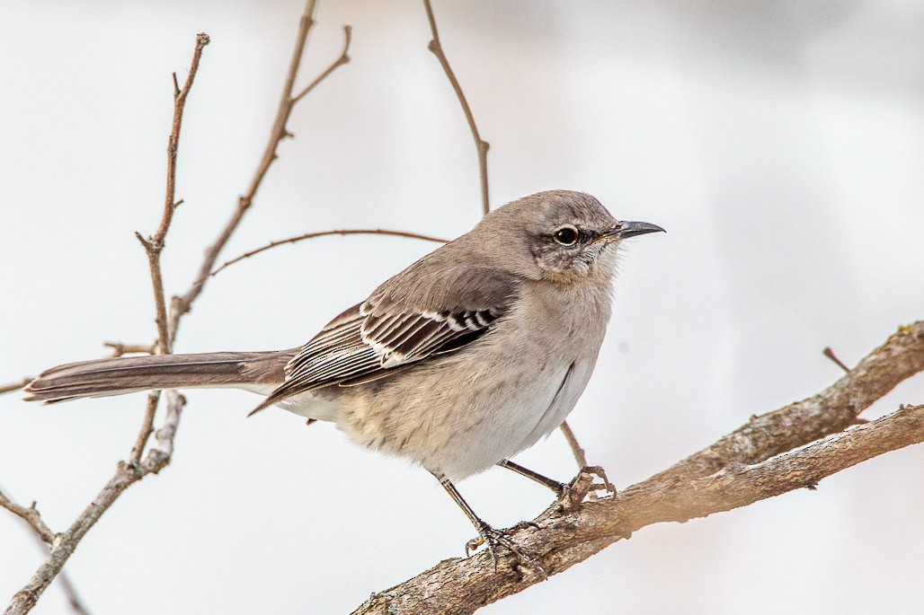 Northern Mockingbird - ML128251251