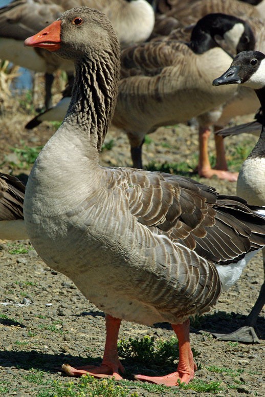 Graylag Goose (Domestic type) - ML128251671