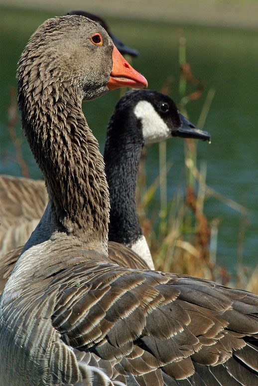 Graylag Goose (Domestic type) - ML128251681
