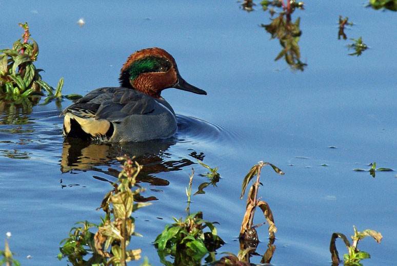 Green-winged Teal - Phil Kahler