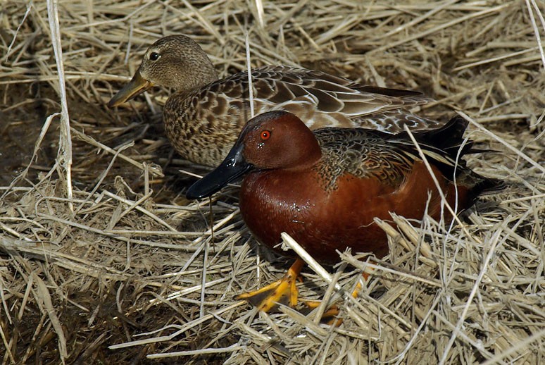 Cinnamon Teal - Phil Kahler