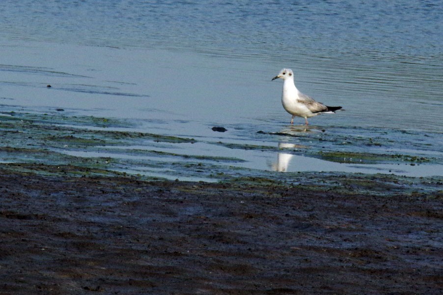 Bonaparte's Gull - Phil Kahler