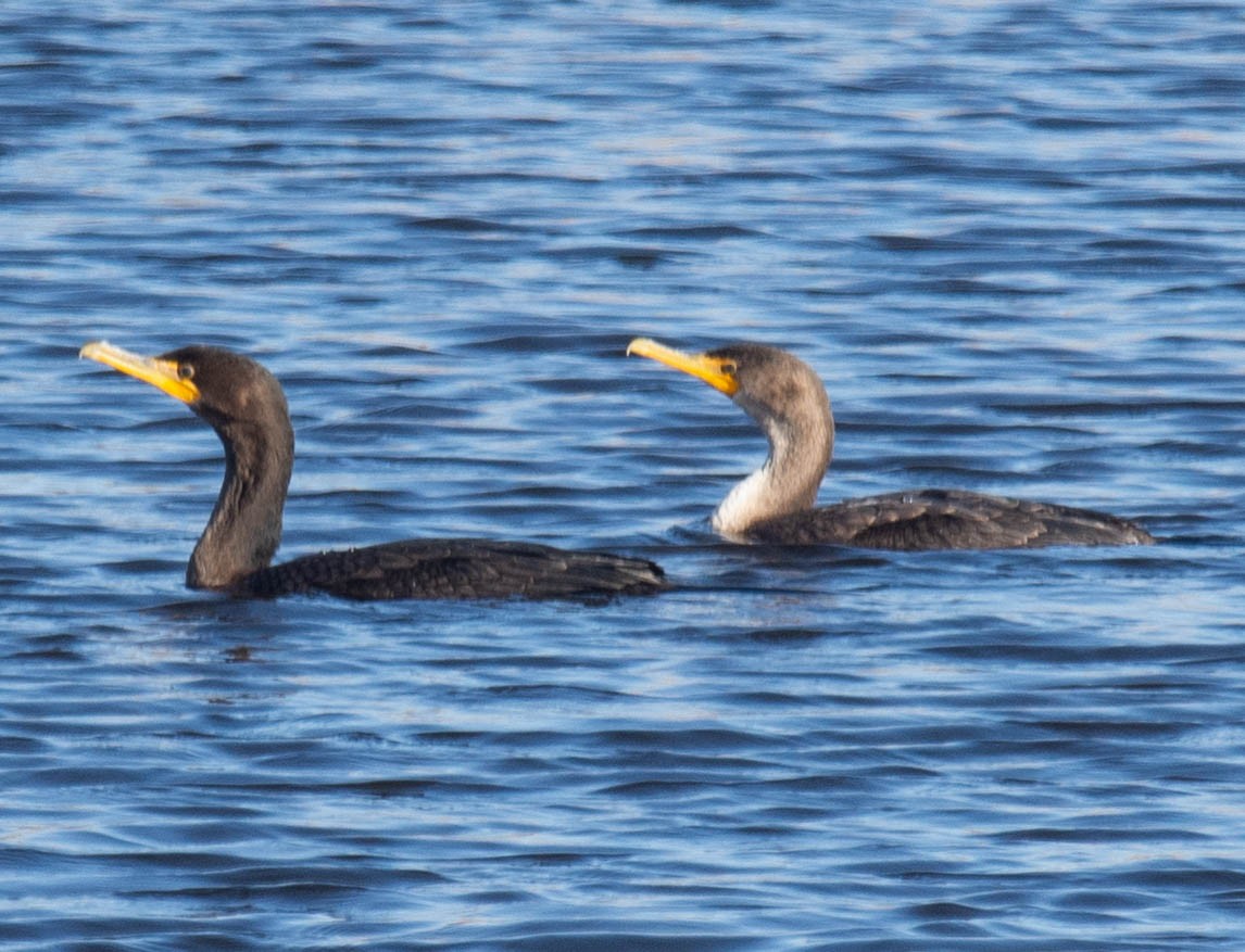 Double-crested Cormorant - ML128253201