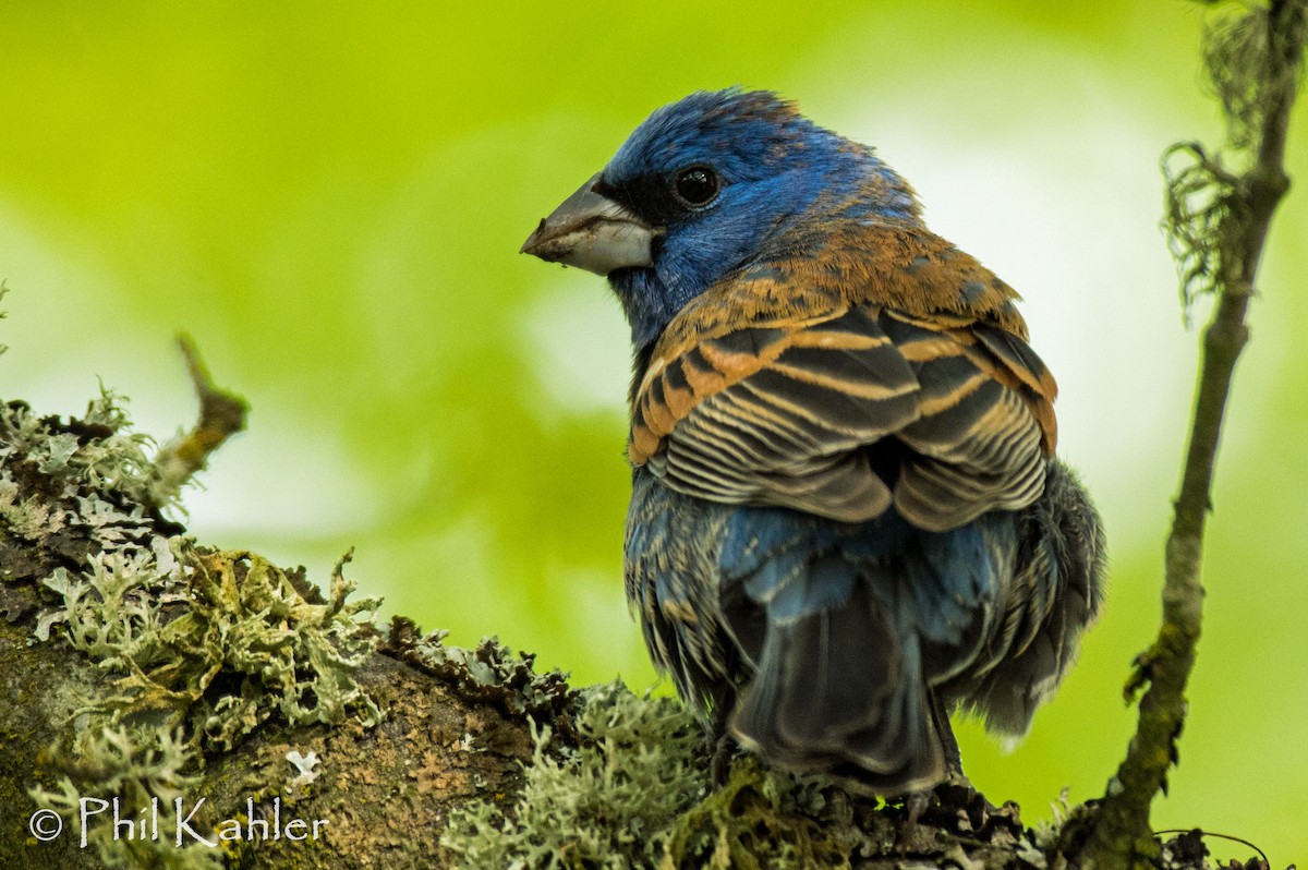 Blue Grosbeak - Phil Kahler