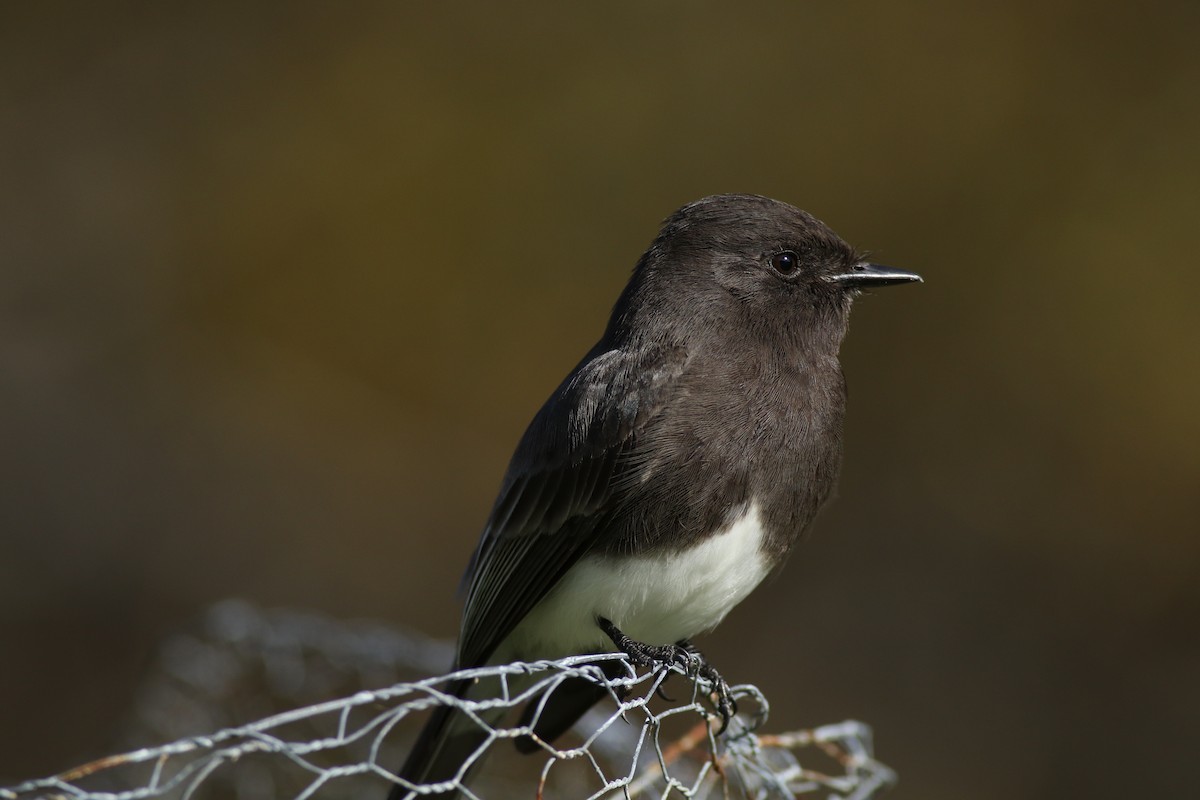 Black Phoebe - Hugo Ceja