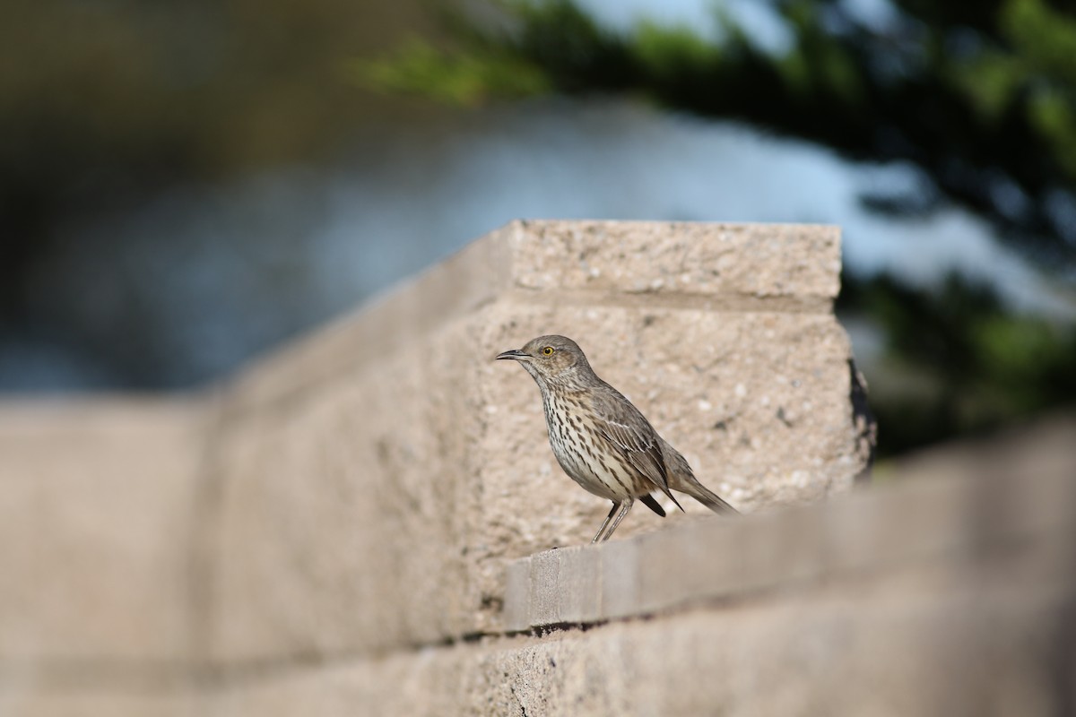 Sage Thrasher - ML128254491