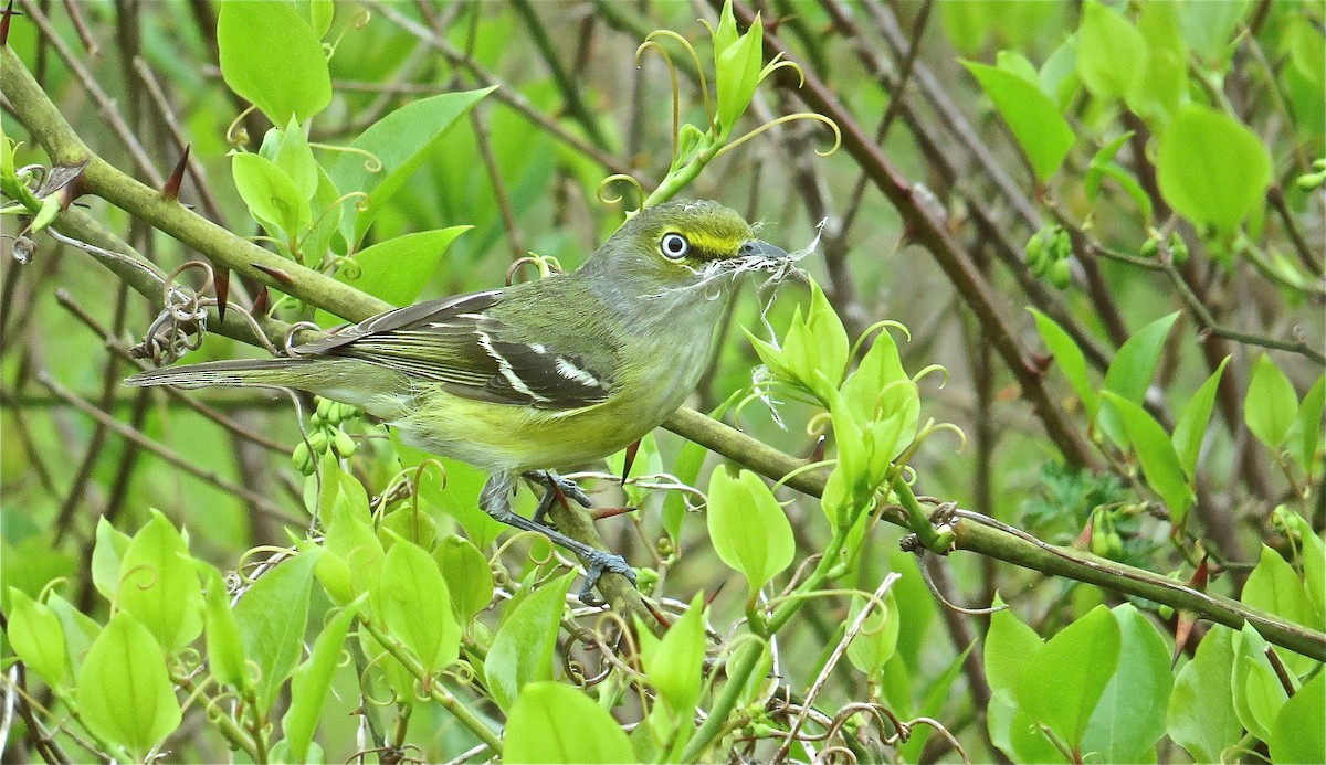 Ak Gözlü Vireo - ML128255021