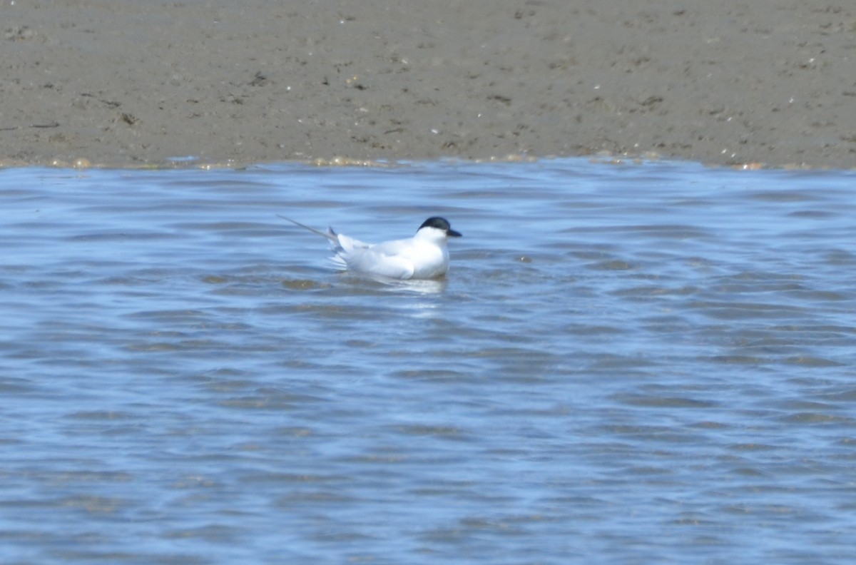 Gull-billed Tern - ML128255941