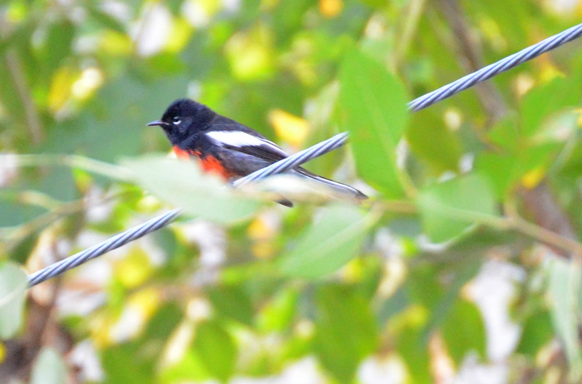 Painted Redstart - ML128256361