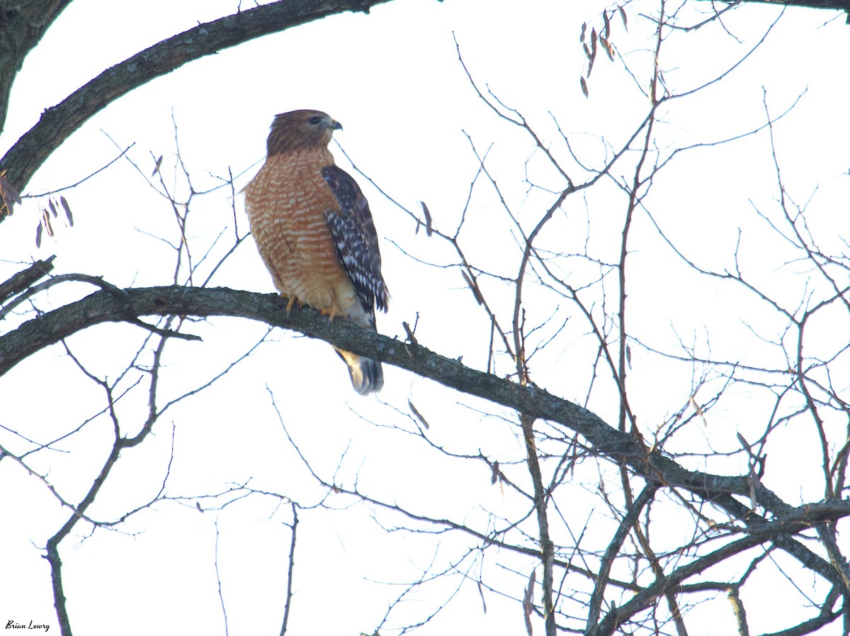Red-shouldered Hawk - Brian Lowry