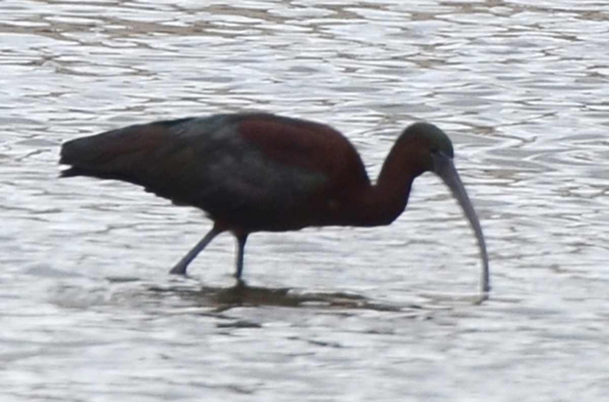 Ibis falcinelle - ML128256671