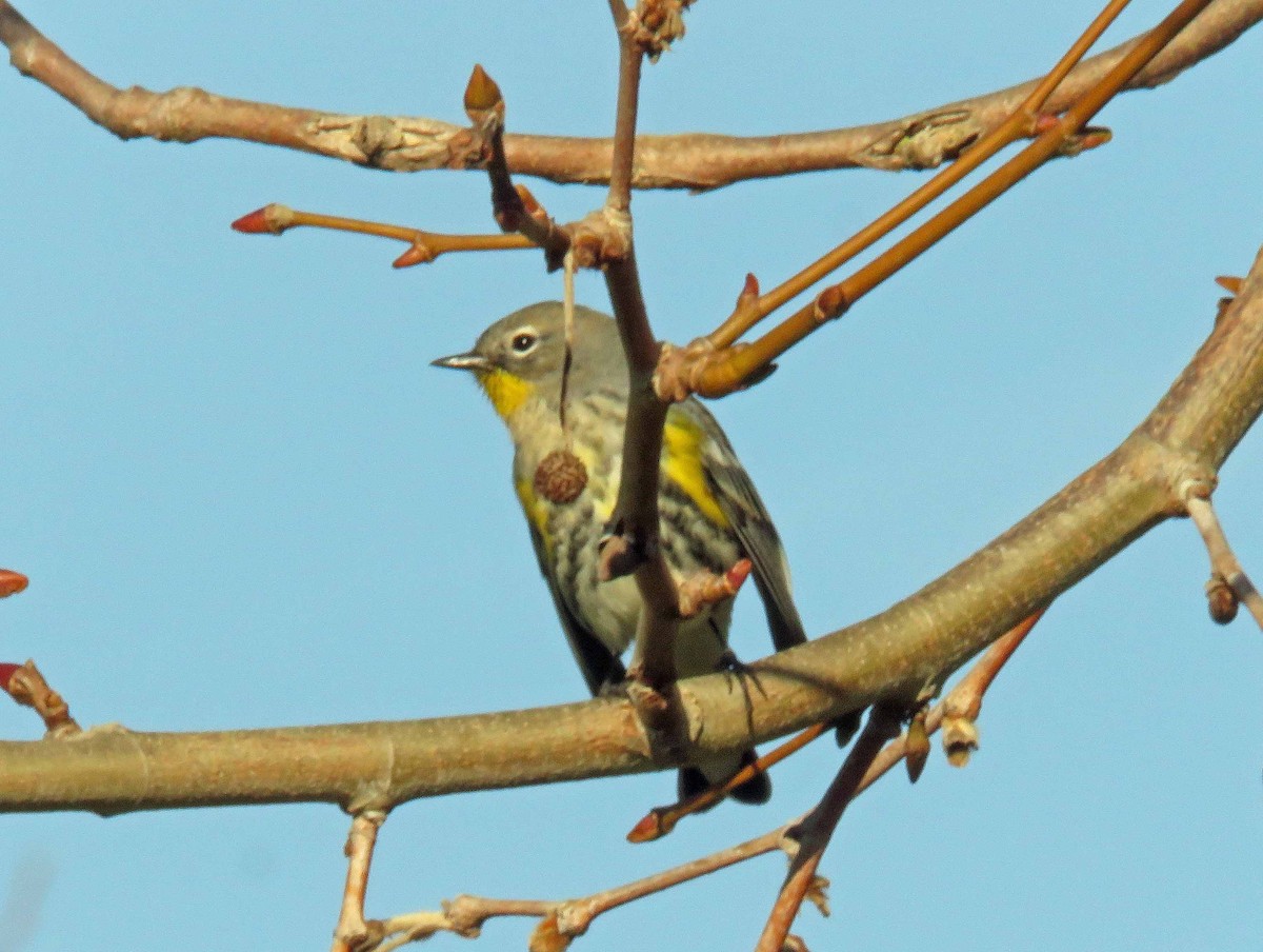 Yellow-rumped Warbler (Audubon's) - ML128256881
