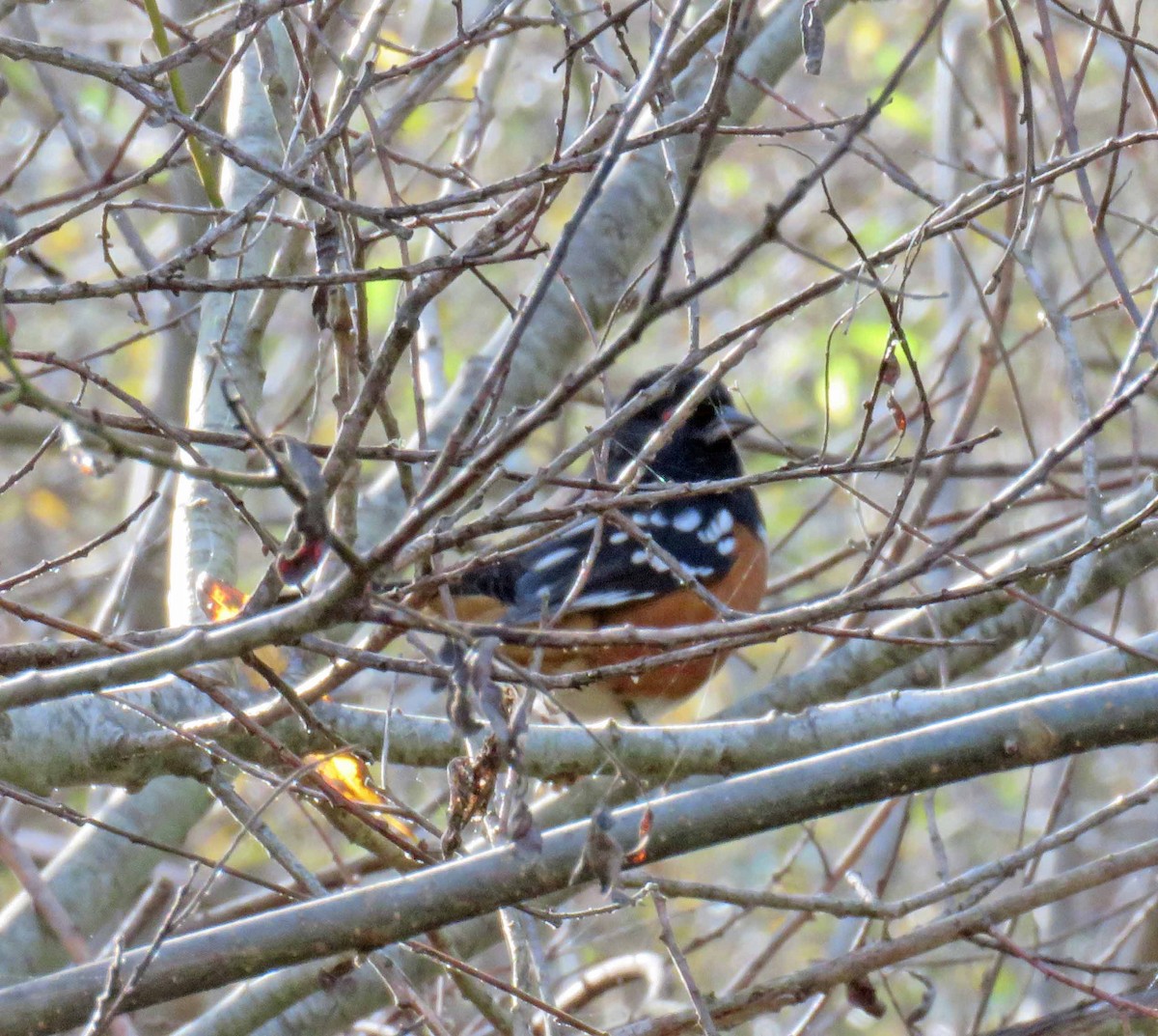 Spotted Towhee - ML128256971