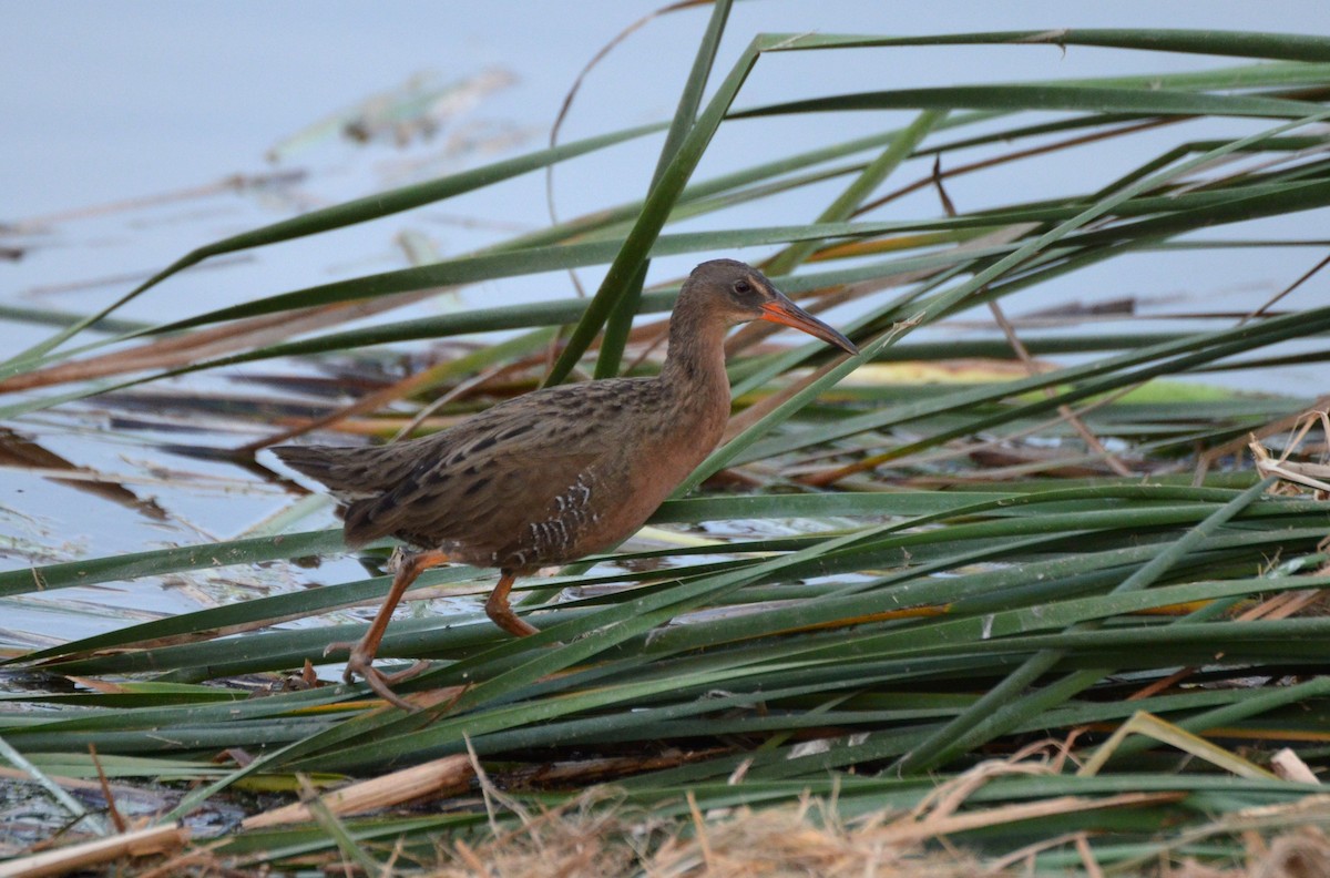 Ridgway's Rail - ML128256991