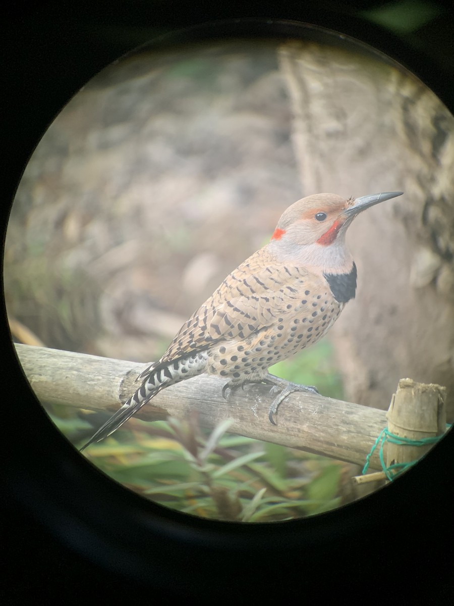Northern Flicker (Yellow-shafted x Red-shafted) - ML128257471