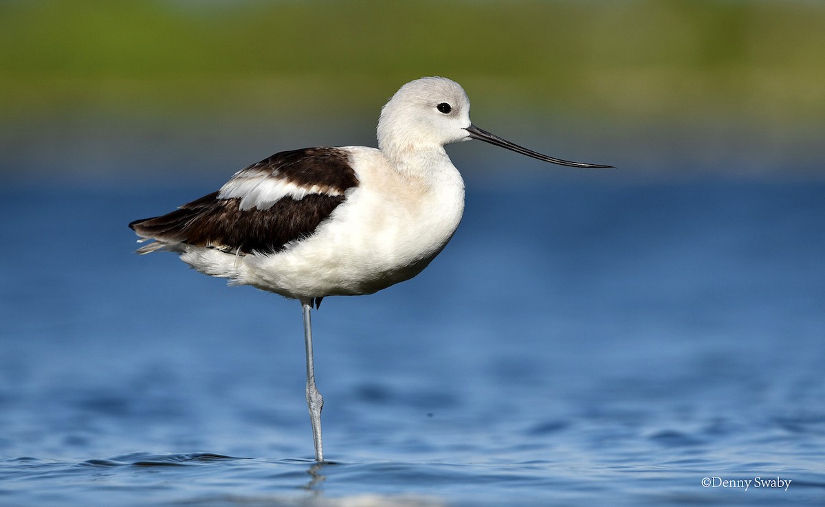 Avocette d'Amérique - ML128257901