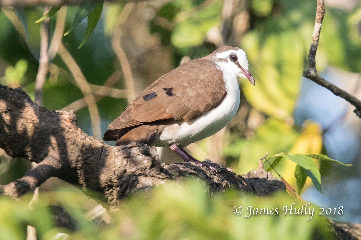 Tambourine Dove - ML128258221