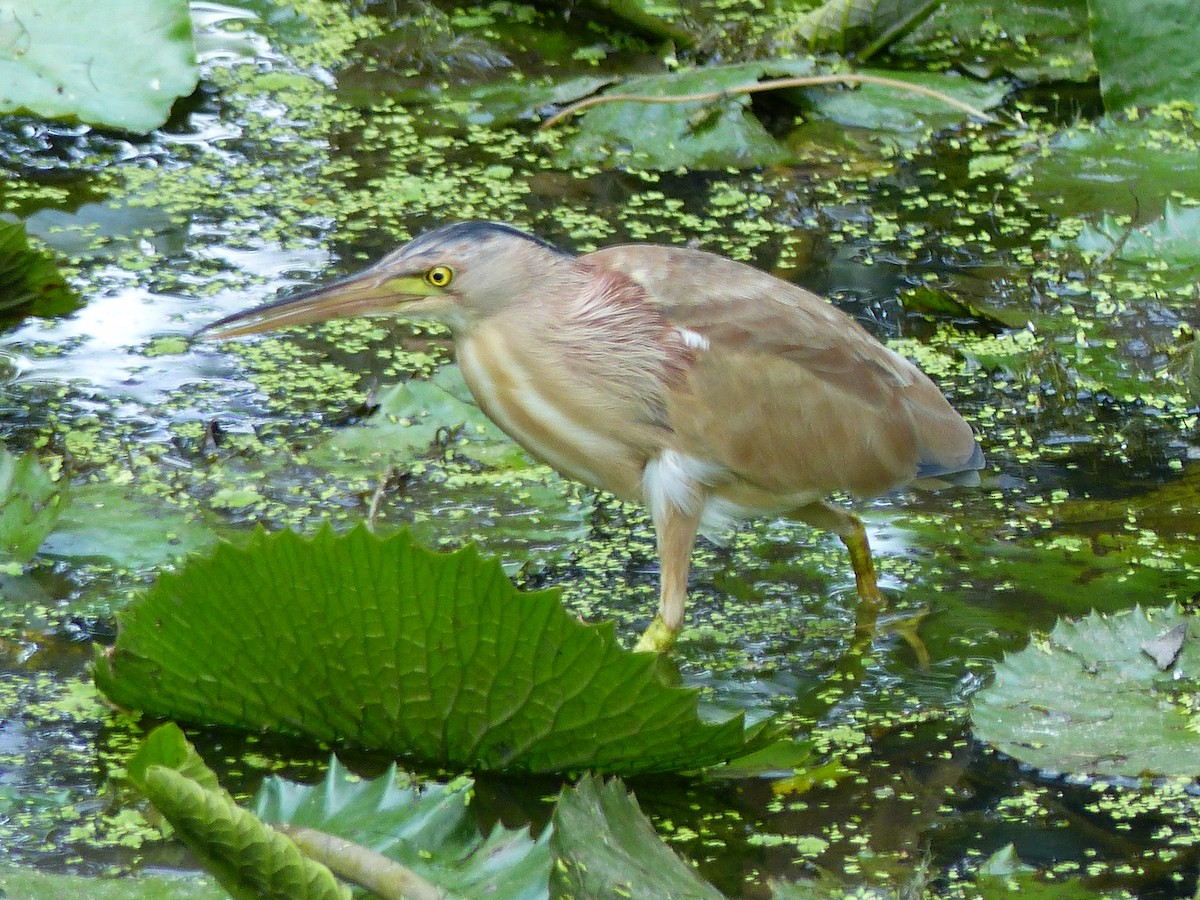 Yellow Bittern - ML128258591