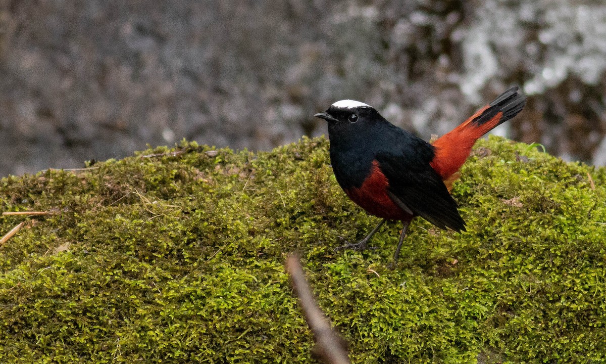 White-capped Redstart - ML128259491