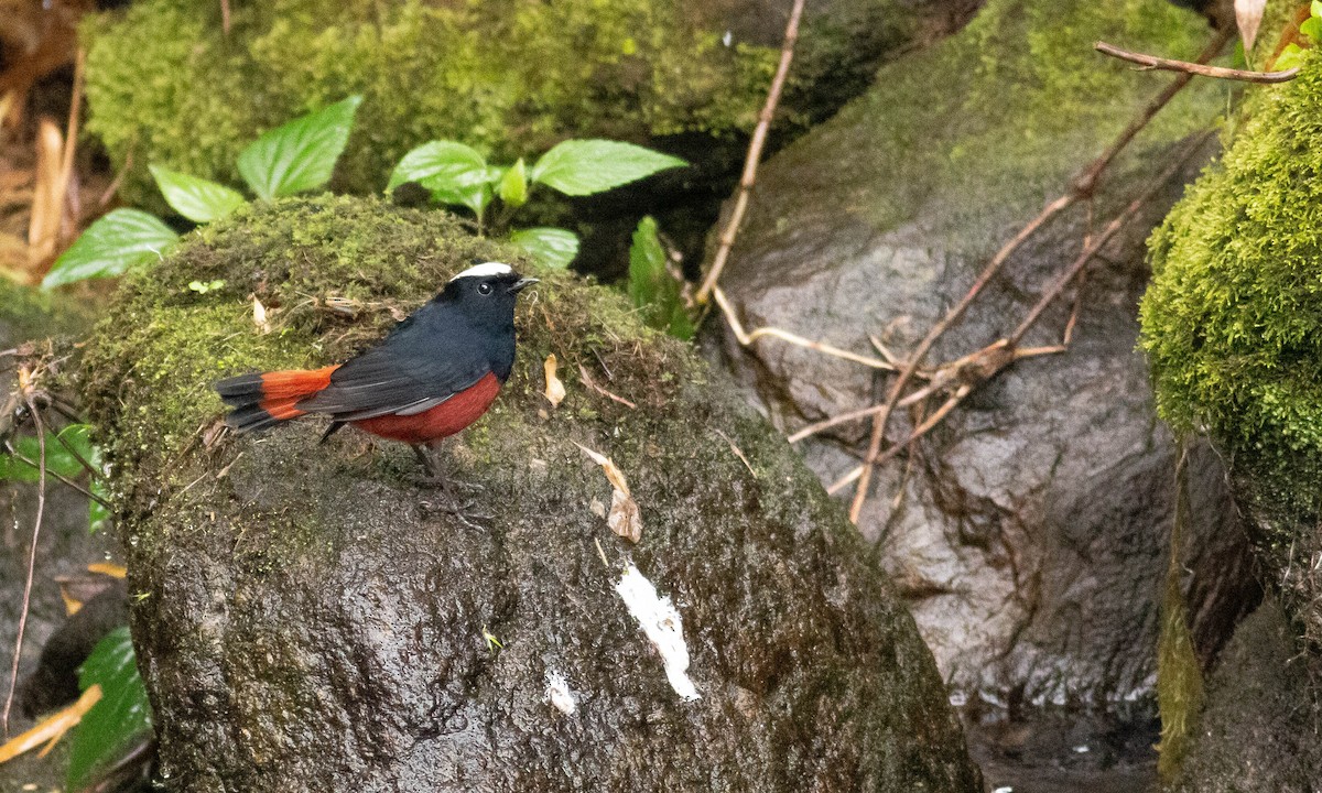 White-capped Redstart - ML128259521