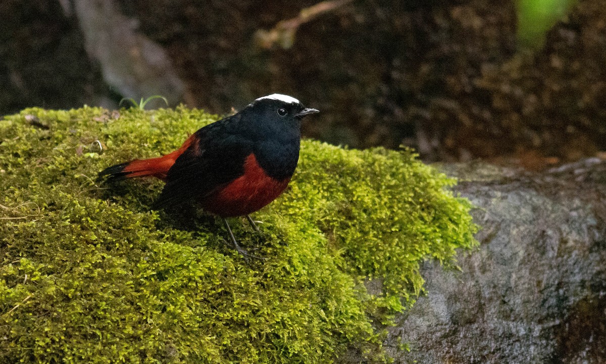 White-capped Redstart - ML128259621