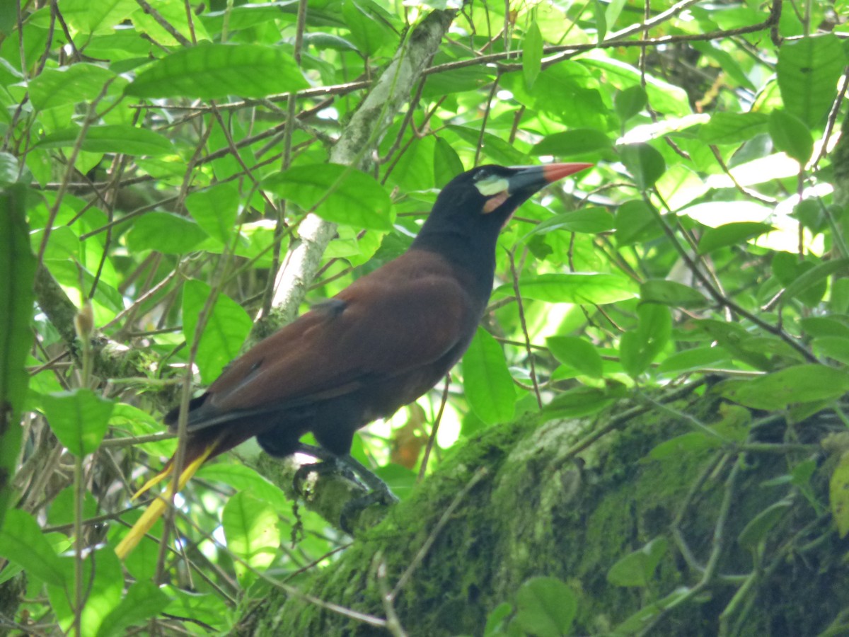 Montezuma Oropendola - ML128260001