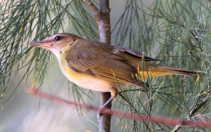 Vireo Verdiamarillo - ML128261161