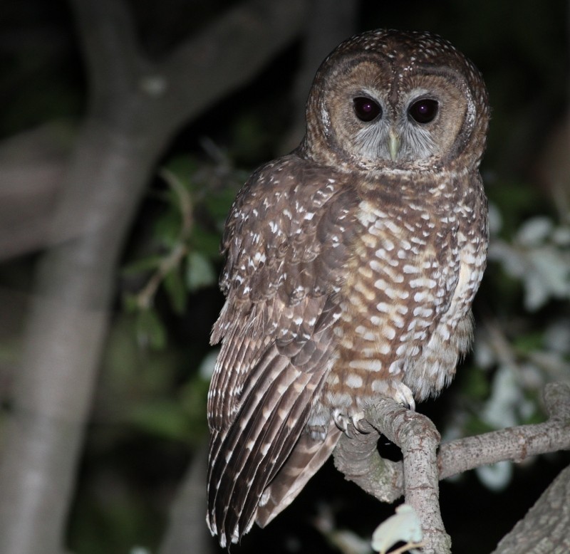 Spotted Owl - Mark Scheel