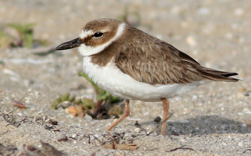 Wilson's Plover - ML128262011