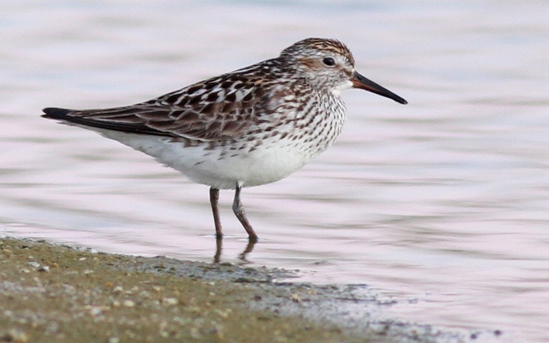 White-rumped Sandpiper - ML128262181