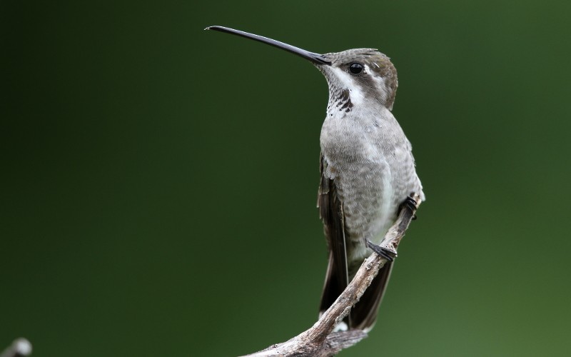 Plain-capped Starthroat - ML128263501