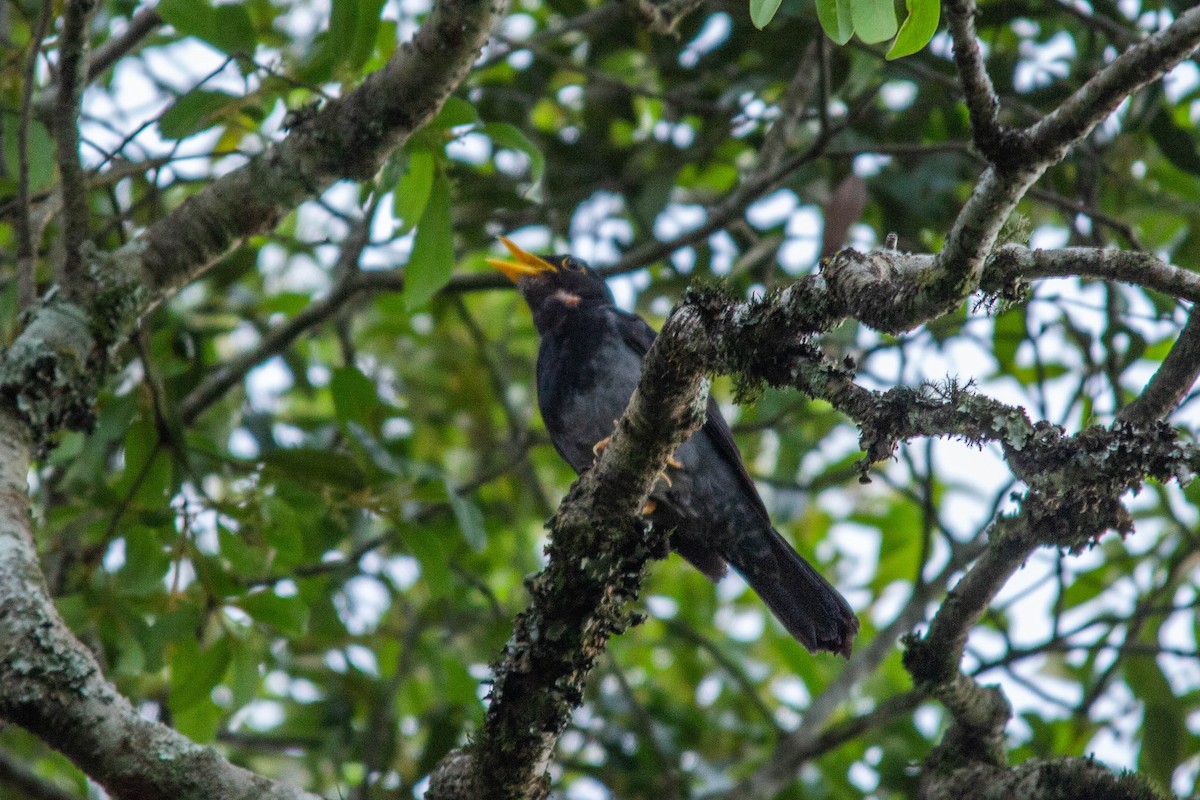 Yellow-legged Thrush - ML128263731